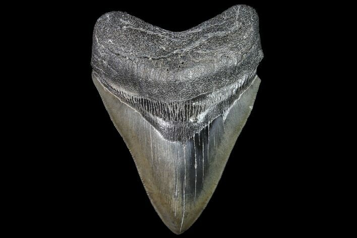 Fossil Megalodon Tooth #92690